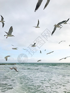 海鸥飞越海面翅膀荒野海滩自由野生动物动物海岸天空羽毛鸟类图片