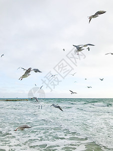 海鸥飞越海面白色海洋野生动物海岸鸟类海滩天空空气自由荒野图片