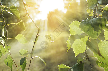 树枝与自然纹理相对立 有太阳的亮点和光线 在树枝上画着天然纹理生长天空明信片季节阳光艺术公园树干射线环境图片