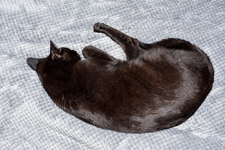 一只可爱的黑猫睡在床上爪子猫科动物眼睛胡须耳朵猫咪主题睡眠毛皮友谊图片