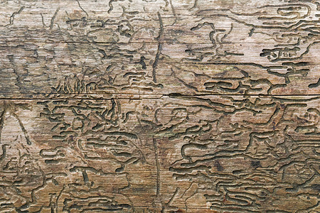 木柴的质地 也适合作为背景植物树干障碍脊椎动物木头昆虫风化国家旅行木材图片
