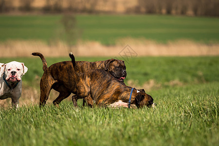 拳手在草地外面玩棕色男性斗牛犬黑色肌肉犬类毛皮宠物朋友猎犬图片