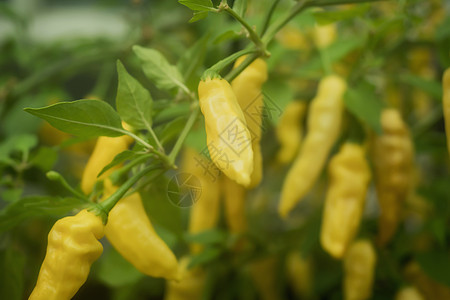 花园里有很多黄辣椒香肠辣椒美食叶子水果桌子胡椒团体植物饮食图片