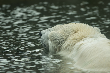 北极熊在水中游泳毛皮天气气候动物群猎人捕食者危险濒危爪子动物图片