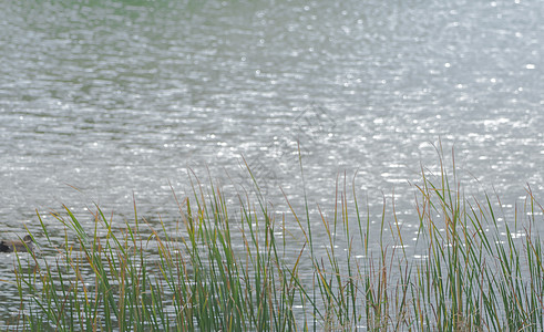 火绒草湖底背景 草叶 在地表表面的草原上地平线季节农村生长草地收成沼泽国家池塘风景背景