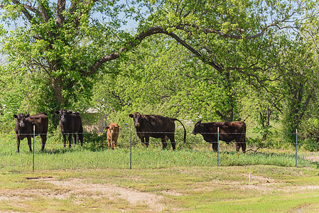 春季得克萨斯农场 有黑牛和蓝邦特野马金属动物饲养场牛奶芋头农村小牛森林奶制品家畜图片