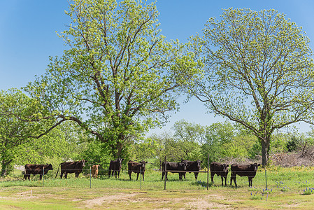 春季得克萨斯农场 有黑牛和蓝邦特野马老板牛肉机库饲养场草地小牛牧场动物场地农村图片