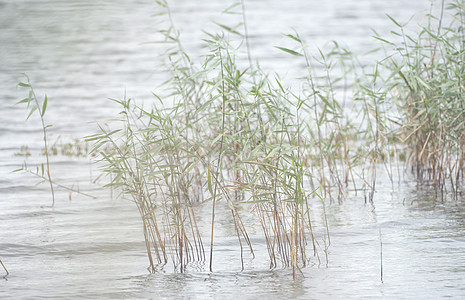 野草 在湖的岸边沼泽野生动物湿地反射森林荒野植物土地池塘季节图片