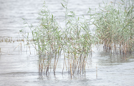 野草 在湖的岸边野生动物风景农村环境公园反射季节沼泽森林苍鹭图片