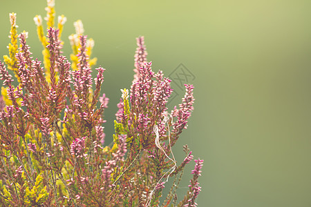 美丽的利思瑞雅带柔软的布基农场花园紫色草本植物香气晴天季节薰衣草灌木植物群图片
