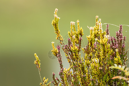 美丽的利思瑞雅带柔软的布基季节植物草本植物花园国家场地草地叶子灌木农村图片