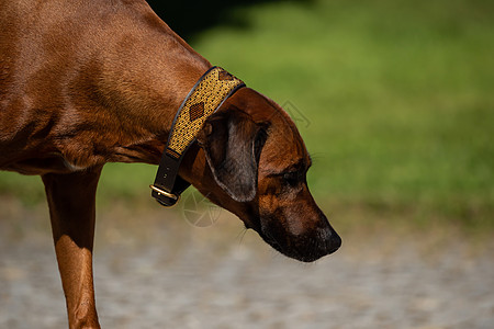 罗得西亚山脊头部的贴近宠物黑鼻子朋友公园饲养员耳朵动物背脊犬类猎犬图片