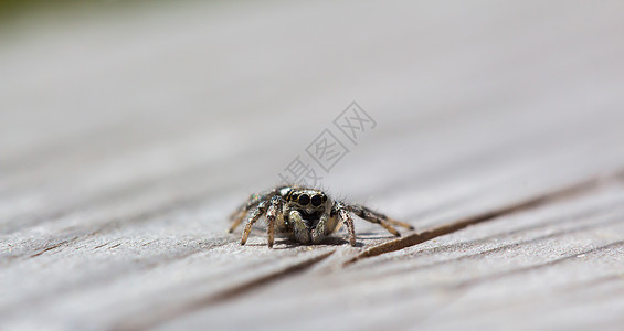 小小跳蜘蛛 坐在木头上 背景柔软粘膜四肢昼夜食盐荒野液压蜘蛛猎人眼睛宏观图片