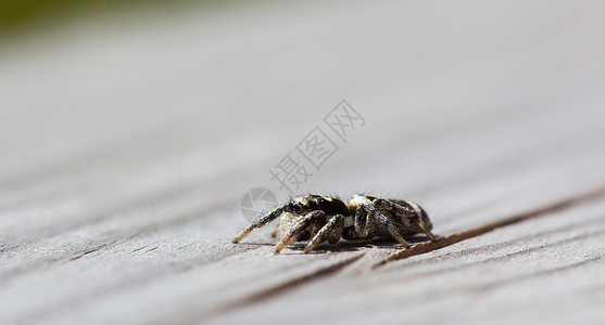 小小跳蜘蛛 坐在木头上 背景柔软液压野生动物昆虫动物压力昼夜眼睛粘膜身体四肢图片