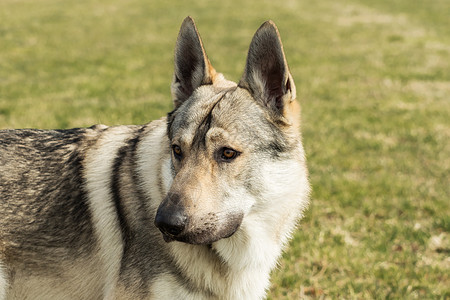 捷克猎狼犬在草地外面玩狼疮牧羊人宠物眼睛哺乳动物荒野毛皮灰色绿色野生动物图片