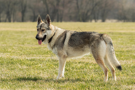 捷克猎狼犬在草地外面玩野生动物绿色牧羊人眼睛犬类动物毛皮荒野灰色宠物图片