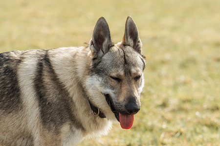 捷克猎狼犬在草地外面玩狼疮野生动物犬类动物绿色宠物毛皮眼睛灰色牧羊人图片