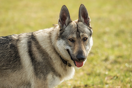 捷克猎狼犬在草地外面玩毛皮牧羊人灰色哺乳动物动物眼睛荒野绿色犬类狼疮图片