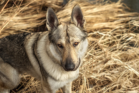 捷克猎狼犬在草地外面玩眼睛狼疮动物犬类牧羊人哺乳动物荒野野生动物宠物绿色图片