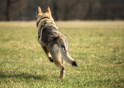 捷克猎狼犬在草地外面玩毛皮狼疮荒野哺乳动物犬类野生动物绿色动物眼睛宠物图片