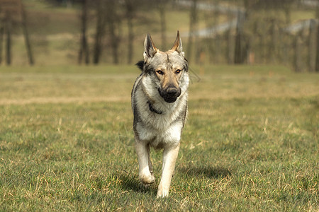 捷克猎狼犬在草地外面玩牧羊人宠物毛皮哺乳动物眼睛野生动物狼疮灰色犬类绿色图片