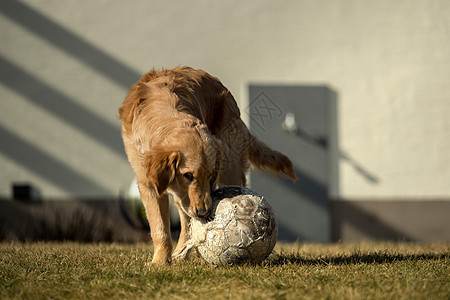 花园外面有个金色的猎人在玩毛皮跑步实验室乐趣小狗猎犬朋友犬类动物幸福图片