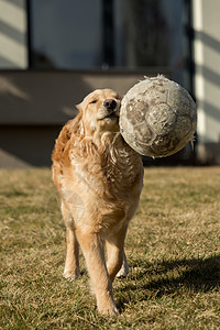 花园外面有个金色的猎人在玩幸福朋友跑步乐趣实验室猎犬毛皮哺乳动物犬类动物图片