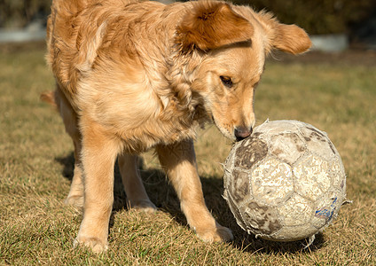 花园外面有个金色的猎人在玩实验室朋友猎犬跑步犬类幸福动物哺乳动物小狗乐趣图片