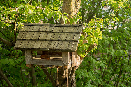 树上挂着小鸟屋木头房子动物手工季节装饰种子生活阳光风格图片