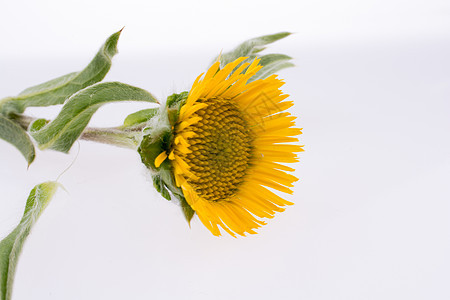 握着黄花的手生长植物园艺花瓣草地花园场地黄色花朵绿色图片