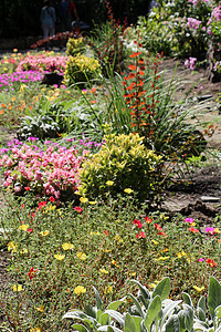 有各种各样的花的美丽的五颜六色的花园草地园艺园林公园场地叶子植物季节绿化植物群图片