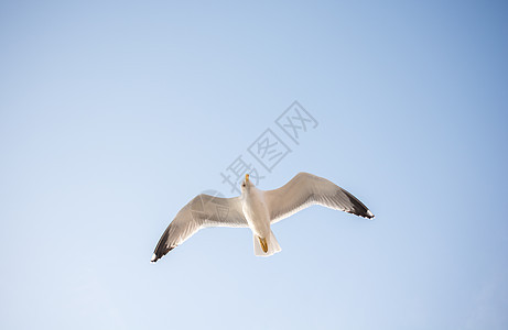 单海鸥在蓝蓝空中飞翔动物天空航班鸟类飞行蓝色羽毛荒野自由翅膀图片
