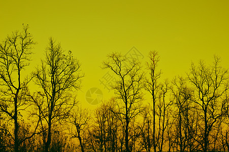 死树孤独艺术生态木头天空树干植物森林季节荒野图片