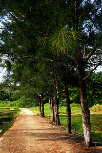 公园中的公路途径场景场地长椅石头小路自然园林国家绿化图片