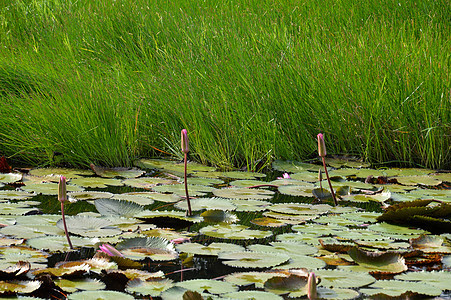 莲田池植物荷花热带荒野池塘季节软垫环境植物学花瓣图片