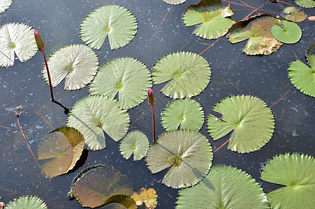 莲田池热带宏观花瓣植物季节环境软垫叶子池塘植物学图片