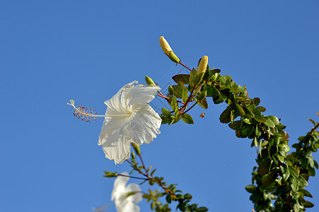 树花花生长植物花瓣雌蕊情调花粉异国木槿宏观叶子图片