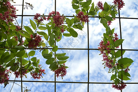 粉红珊瑚藤或墨西哥爬行物或爱花链爬行者季节珊瑚园艺花园叶子植物墙纸玫瑰植物群图片