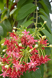粉红珊瑚藤或墨西哥爬行物或爱花链植物玫瑰园艺季节花瓣珊瑚爬行者植物群叶子墙纸图片