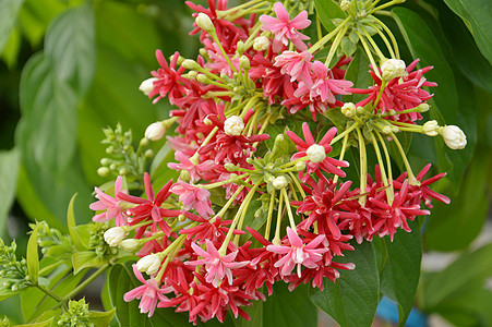 粉红珊瑚藤或墨西哥爬行物或爱花链植物群园艺植物玫瑰墙纸叶子花园季节爬行者花瓣图片