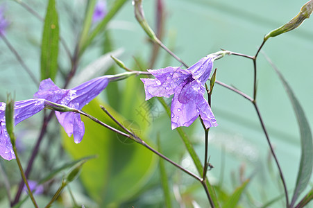紫色混凝土生活淡紫色荣耀宏观旋花缠绕场地角落藤蔓花园图片