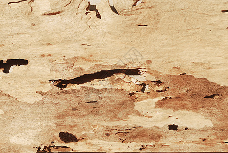风化木板棕色木头木材墙纸白色木地板白蚁衰变材料腐烂图片