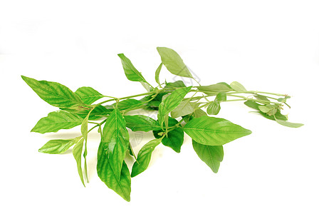 泰国草药花园草本植物皮肤植物群树叶温泉植物蒸馏治疗过敏图片