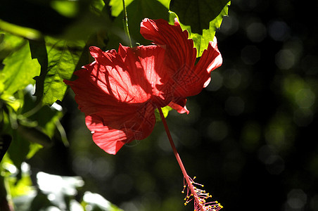 树花花热带雌蕊树叶叶子衬套宏观生长植物群花瓣植物学图片