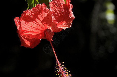 树花花植物学衬套木槿花园宏观花粉情调树叶异国生长图片