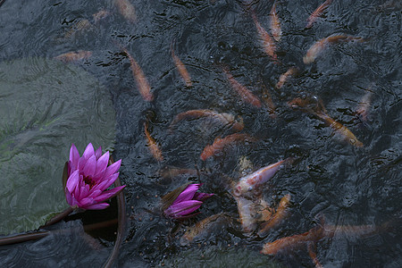 池塘莲花中的金鱼金子植被游泳百合公园叶子热带植物学花园异国图片
