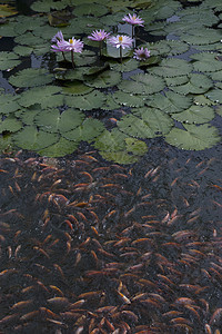 池塘莲花中的金鱼季节植物学水池游泳百合花瓣公园荷花花园反射图片