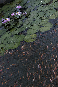 池塘莲花中的金鱼水池金子情调植物学植物百合公园热带游泳异国图片