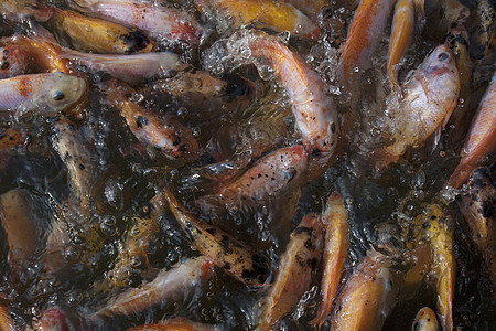 金金鱼食物运气金子游泳锦鲤池塘水池绿化野生动物动物图片