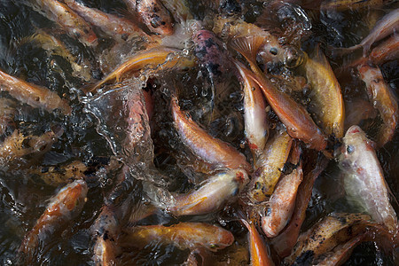 金金鱼水族馆热带宠物橙子鲤鱼食物水池院子花园金子图片